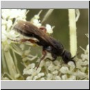 Tiphia femorata - Rollwespe w01 9mm.jpg